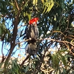 Callocephalon fimbriatum at O'Malley, ACT - suppressed