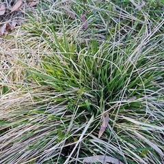 Nassella neesiana (Chilean Needlegrass) at O'Malley, ACT - 1 Oct 2024 by Mike