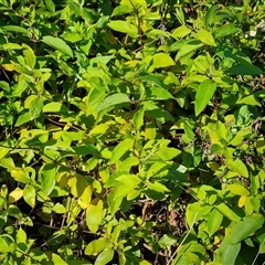 Lonicera japonica (Japanese Honeysuckle) at O'Malley, ACT - 1 Oct 2024 by Mike