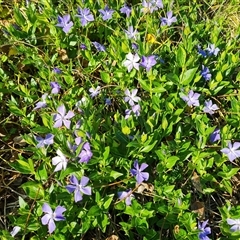 Vinca major (Blue Periwinkle) at O'Malley, ACT - 1 Oct 2024 by Mike