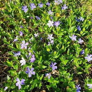 Vinca major at O'Malley, ACT - 1 Oct 2024