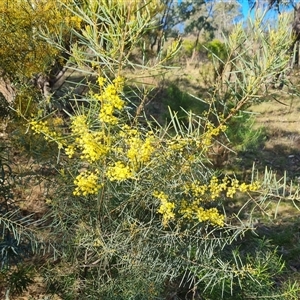 Acacia boormanii at O'Malley, ACT - 1 Oct 2024