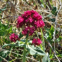 Centranthus ruber (Red Valerian, Kiss-me-quick, Jupiter's Beard) at O'Malley, ACT - 1 Oct 2024 by Mike