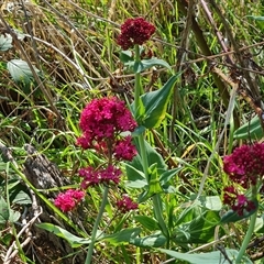 Centranthus ruber at O'Malley, ACT - 1 Oct 2024