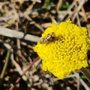 Austrotephritis poenia at O'Malley, ACT - 1 Oct 2024