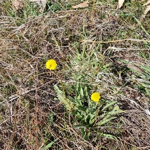 Craspedia variabilis at O'Malley, ACT - suppressed