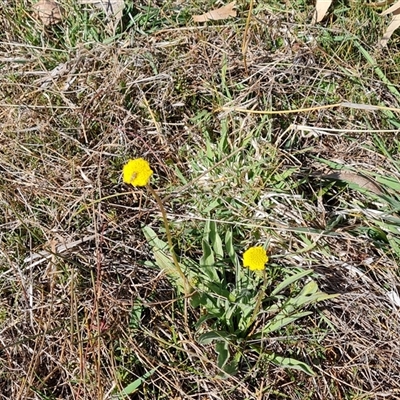 Craspedia variabilis (Common Billy Buttons) at O'Malley, ACT - 1 Oct 2024 by Mike