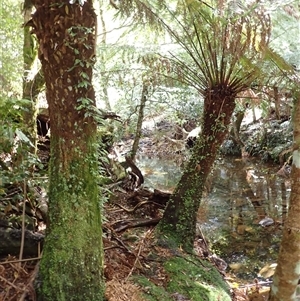 Dicksonia antarctica at Knights Hill, NSW - suppressed