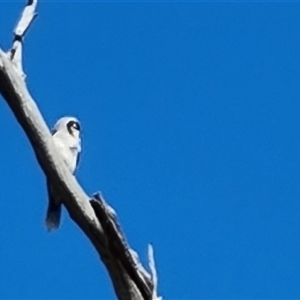 Manorina melanocephala at O'Malley, ACT - 1 Oct 2024