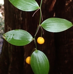 Eustrephus latifolius (Wombat Berry) at Knights Hill, NSW - 30 Sep 2024 by plants