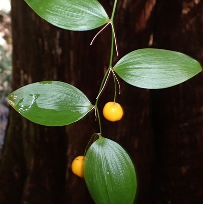 Eustrephus latifolius (Wombat Berry) at Knights Hill, NSW - 30 Sep 2024 by plants