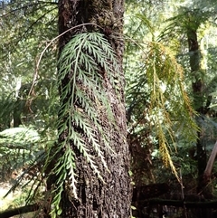 Asplenium flaccidum subsp. flaccidum (Weeping Spleenwort) at Knights Hill, NSW - 30 Sep 2024 by plants