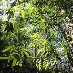 Eucryphia moorei (Pinkwood/Plumwood) at Knights Hill, NSW - 1 Oct 2024 by plants