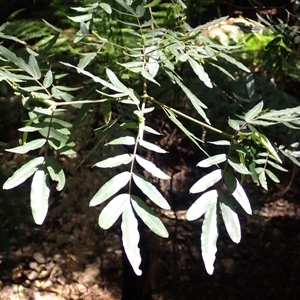 Eucryphia moorei at Knights Hill, NSW - 1 Oct 2024