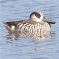 Malacorhynchus membranaceus (Pink-eared Duck) at Lake Bathurst, NSW - 30 Sep 2024 by MatthewFrawley