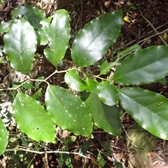 Pennantia cunninghamii (Brown Beech) at Knights Hill, NSW - 1 Oct 2024 by plants