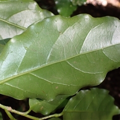 Pennantia cunninghamii at Knights Hill, NSW - 1 Oct 2024