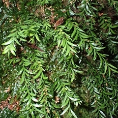 Tmesipteris parva (Small Fork Fern) at Knights Hill, NSW - 30 Sep 2024 by plants