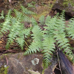 Diplazium australe at Knights Hill, NSW - suppressed