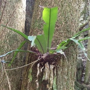 Asplenium australasicum at Knights Hill, NSW - 1 Oct 2024