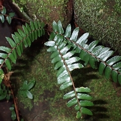 Pellaea nana (Dwarf Sickle Fern) at Knights Hill, NSW - 1 Oct 2024 by plants