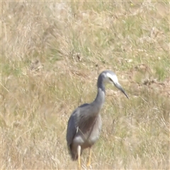 Egretta novaehollandiae (White-faced Heron) at Lake Bathurst, NSW - 30 Sep 2024 by MatthewFrawley