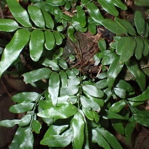 Arthropteris tenella at Knights Hill, NSW - 1 Oct 2024