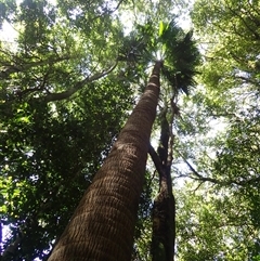 Livistona australis (Australian Cabbage Palm) at Knights Hill, NSW - 1 Oct 2024 by plants