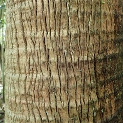 Livistona australis at Knights Hill, NSW - suppressed