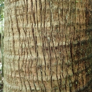 Livistona australis at Knights Hill, NSW - 1 Oct 2024