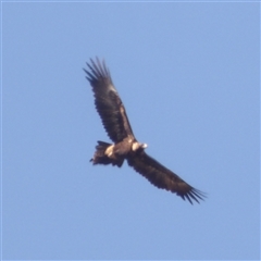 Aquila audax (Wedge-tailed Eagle) at Lake Bathurst, NSW - 1 Oct 2024 by MatthewFrawley