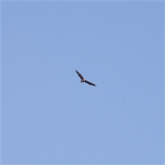 Aquila audax at Lake Bathurst, NSW - 1 Oct 2024