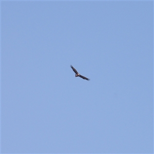 Aquila audax at Lake Bathurst, NSW - 1 Oct 2024 08:56 AM