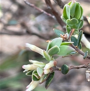 Brachyloma daphnoides at Mount Fairy, NSW - 30 Sep 2024