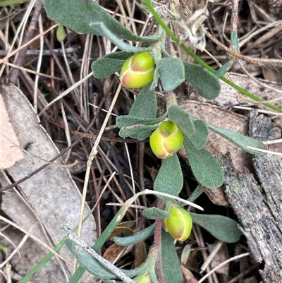 Hibbertia obtusifolia (Grey Guinea-flower) at Mount Fairy, NSW - 30 Sep 2024 by JaneR