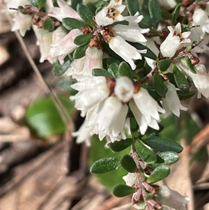 Cryptandra amara at Mount Fairy, NSW - 30 Sep 2024