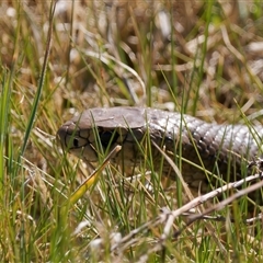 Pseudonaja textilis (Eastern Brown Snake) at Fyshwick, ACT - 1 Oct 2024 by RomanSoroka