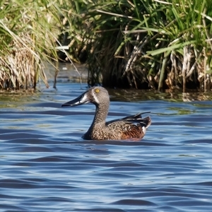 Spatula rhynchotis at Fyshwick, ACT - 1 Oct 2024