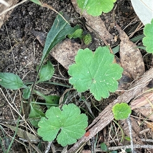 Hydrocotyle laxiflora at Mount Fairy, NSW - 30 Sep 2024