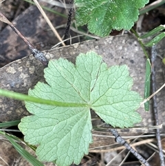 Hydrocotyle laxiflora at Mount Fairy, NSW - 30 Sep 2024