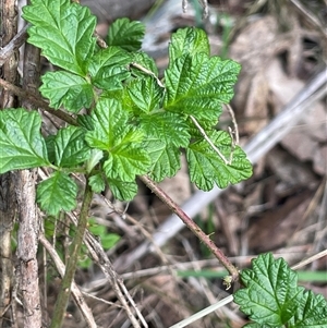 Rubus parvifolius at Mount Fairy, NSW - 30 Sep 2024 01:52 PM