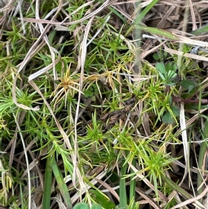 Stellaria pungens at Mount Fairy, NSW - 30 Sep 2024