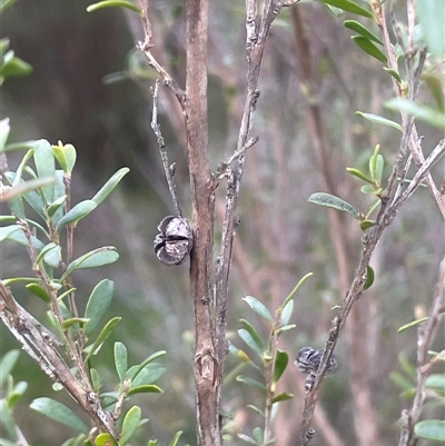 Leptospermum obovatum (River Tea Tree) at Mount Fairy, NSW - 30 Sep 2024 by JaneR