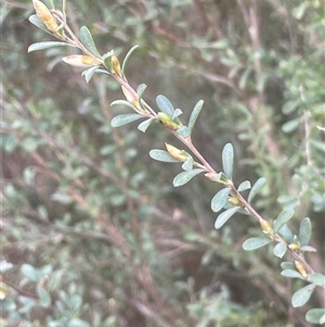 Leptospermum obovatum at Mount Fairy, NSW - 30 Sep 2024