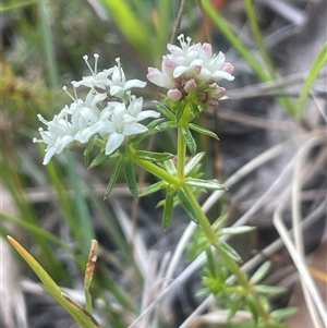 Asperula conferta at Mount Fairy, NSW - 30 Sep 2024