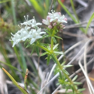 Asperula conferta (Common Woodruff) at Mount Fairy, NSW - 30 Sep 2024 by JaneR