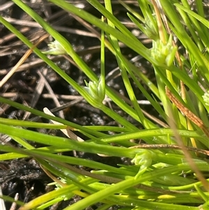 Isolepis gaudichaudiana at Mount Fairy, NSW - 30 Sep 2024