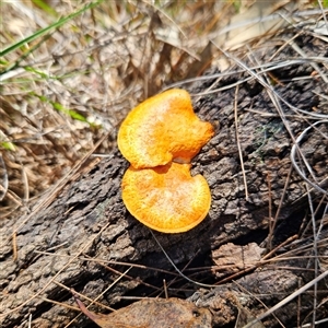 Trametes coccinea at Bungonia, NSW - 1 Oct 2024 11:00 AM