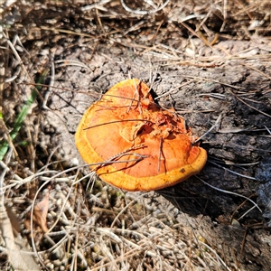 Trametes coccinea at Bungonia, NSW - 1 Oct 2024 11:00 AM