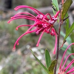 Grevillea speciosa at Wattle Ridge, NSW - 29 Sep 2024 by Span102